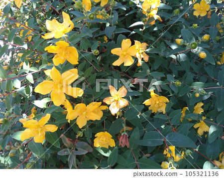 This is a picture when I went to the Rose Garden. 105321136