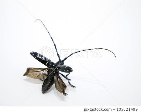 Longhorn beetle with wings set Longhorn beetle with wings set 105321499