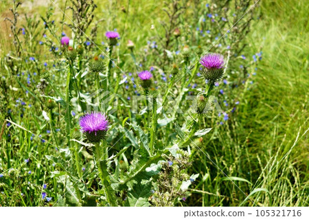 purple thistle flowers in the meadow 105321716