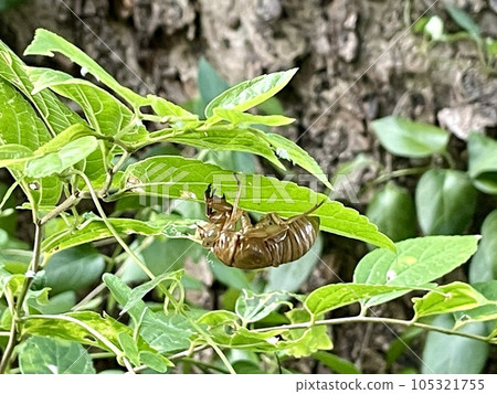 蟬的殼被樹葉夾住 105321755