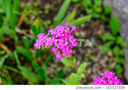 Sweet William Catchfly, a cluster of flowers of Silene armeria that blooms with many crimson pink flowers. Beautiful tiny flowers 105321896