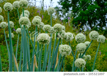 The large white flowers of garden garlic. decorative garden, park plant. very effective decorative element. A bumblebee collects nectar on a flower 105321897