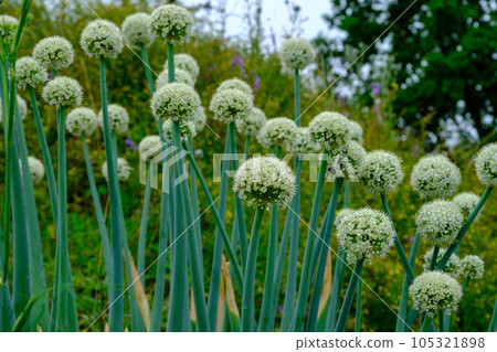 The large white flowers of garden garlic. decorative garden, park plant. very effective decorative element. A bumblebee collects nectar on a flower 105321898