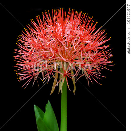 Fireball lily or Blood lily 105321947