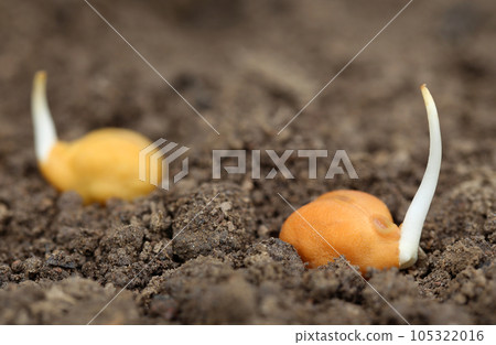 Chick-pea seedling in fertile soil Chick-pea seedling in fertile soil 105322016