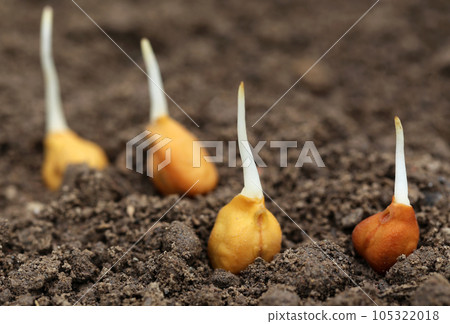 Chick-pea seedling in fertile soil 105322018
