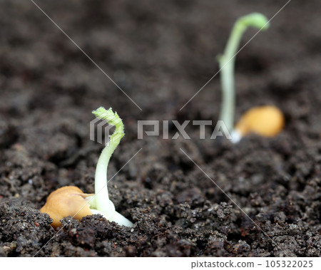 Chick-pea seedling Chick-pea seedling 105322025