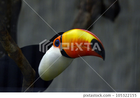 托哥巨嘴鳥 105322155