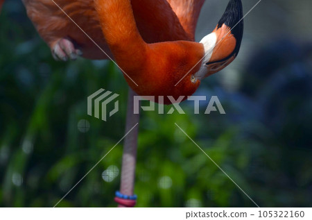 火烈鳥 火烈鳥 105322160