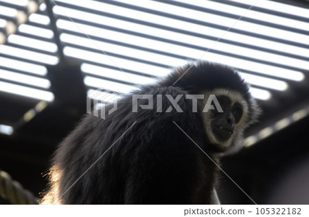 White-handed gibbon White-handed gibbon 105322182