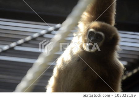 White-handed gibbon White-handed gibbon 105322189