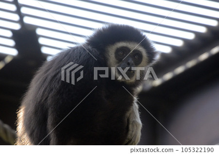 白手長臂猿 白手長臂猿 105322190