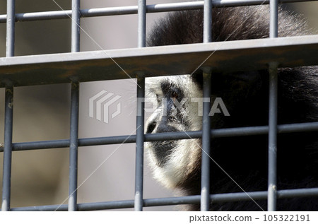  白手長臂猿 105322191