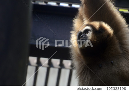 白手長臂猿 白手長臂猿 105322198
