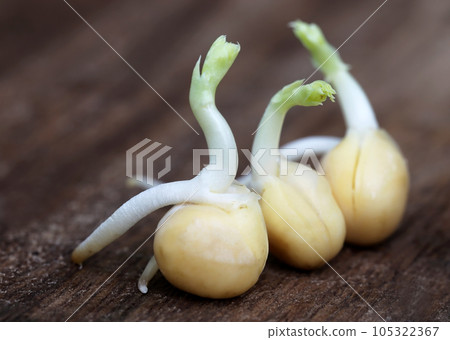 Green pea seedling Green pea seedling 105322367