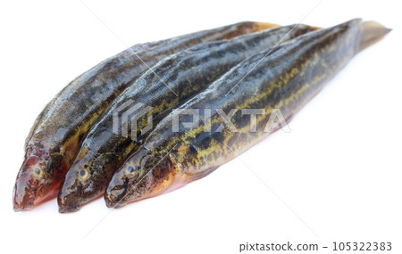 Annaldale Loach or gutum fish of Bangladesh Annaldale Loach or gutum fish of Bangladesh 105322383