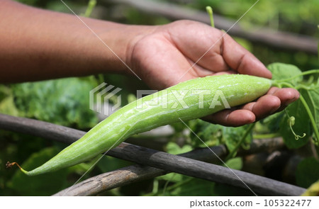 Snake gourds 105322477