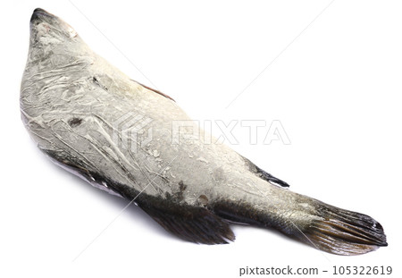 Frozen Barramundi or Koral fish Frozen Barramundi or Koral fish 105322619