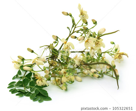 Edible moringa flower with green leaves Edible moringa flower with green leaves 105322651