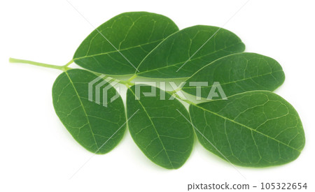 Moringa leaves 105322654