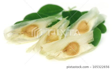 Moringa seeds with leaves Moringa seeds with leaves 105322656