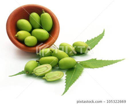 Medicinal neem fruits 105322669