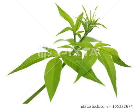 Vitex Negundo or Medicinal Nishinda leaves Vitex Negundo or Medicinal Nishinda leaves 105322674