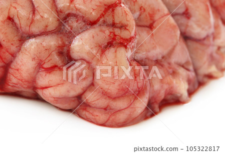 Brain of a cow Brain of a cow 105322817