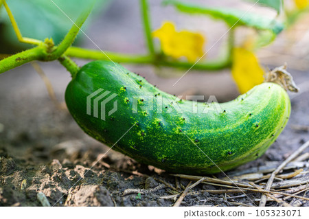 growing cucumber on a branch with leaves 105323071