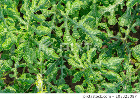 growing watermelon, branch with leaves growing watermelon, branch with leaves 105323087