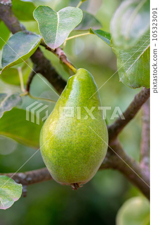 pear fruit on a branch with green leaves pear fruit on a branch with green leaves 105323091