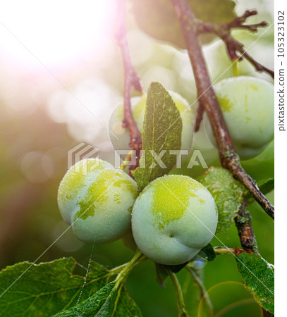plum fruit on a branch 105323102