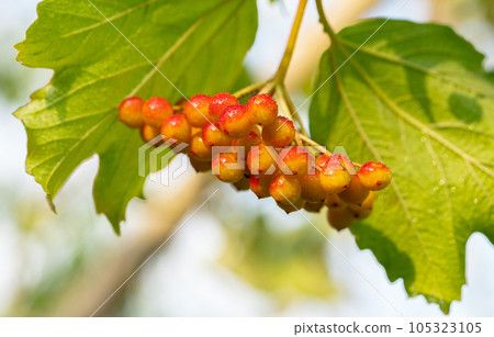 fruits of viburnum in drops 105323105