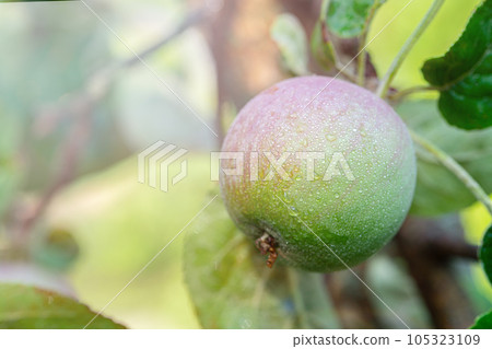 apple fruit on a branch in drops 105323109