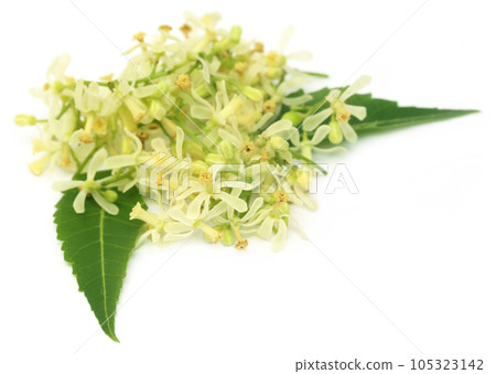 Medicinal neem flower and leaves Medicinal neem flower and leaves 105323142