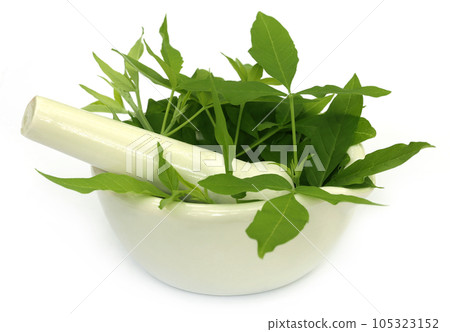 Ceramic Mortar and Pestle with medicinal vitex negundo 105323152