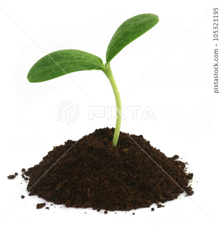Pumpkin seedling Pumpkin seedling 105323195