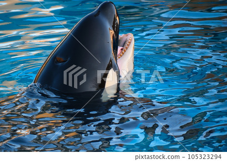 Killer whales at Nagoya Port Aquarium 105323294