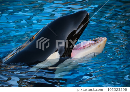 Killer whales at Nagoya Port Aquarium 105323296