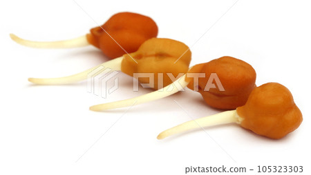 Chickpea seedling Chickpea seedling 105323303