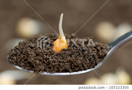 Chickpea seedling 105323305