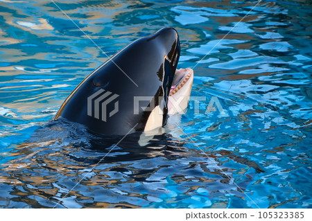 名古屋港水族館的虎鯨 名古屋港水族館的虎鯨 105323385