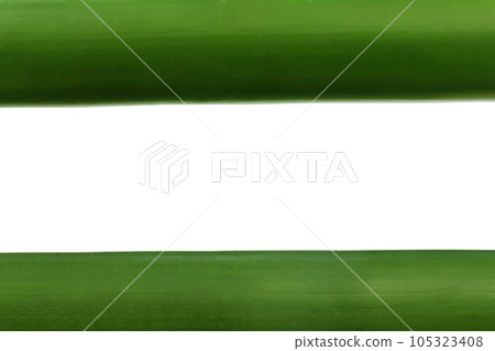 Green bamboo over white background 105323408