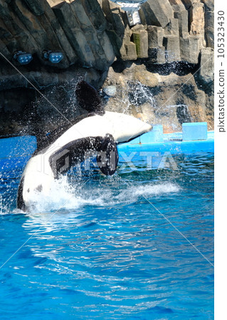 Killer whales at Nagoya Port Aquarium Killer whales at Nagoya Port Aquarium 105323430