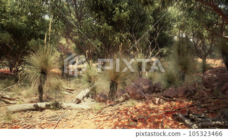 South Africa landscape with green trees 105323466