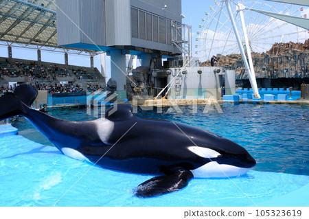 Killer whales at Nagoya Port Aquarium Killer whales at Nagoya Port Aquarium 105323619