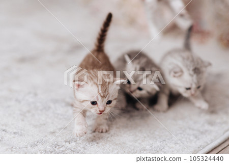 Fluffy kittens of the British breed. High quality photo 105324440