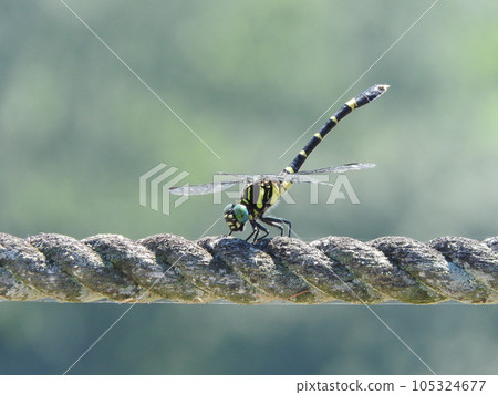 Sanae dragonfly "Onagasanae (female)" 105324677
