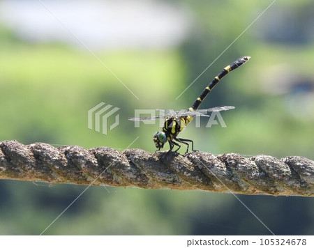Sanae dragonfly "Onagasanae (female)" Sanae dragonfly "Onagasanae (female)" 105324678