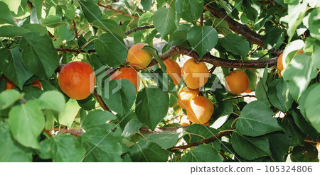 ripe apricots on an apricot tree, banner format ripe apricots on an apricot tree, banner format 105324806